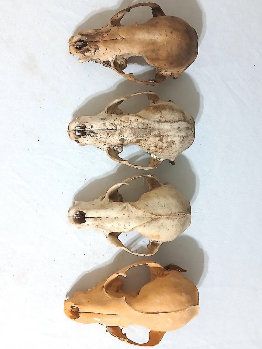 Lot of 4 Real Raccoon Skulls Natural Bone Oddities Taxidermy Display Specimens
